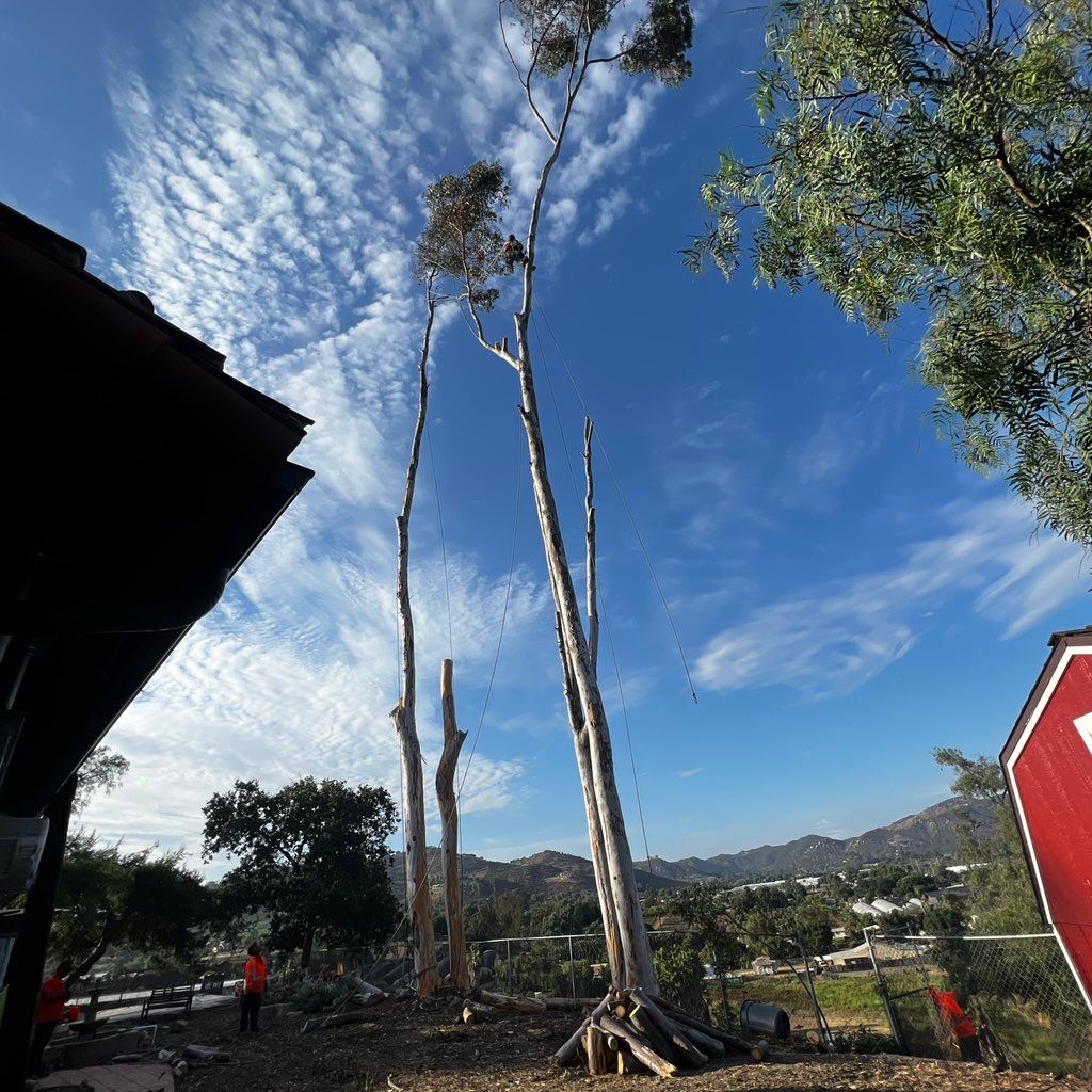 Sunny San Diego Tree Services
