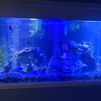 Avatar for California Aquarium Services LLC