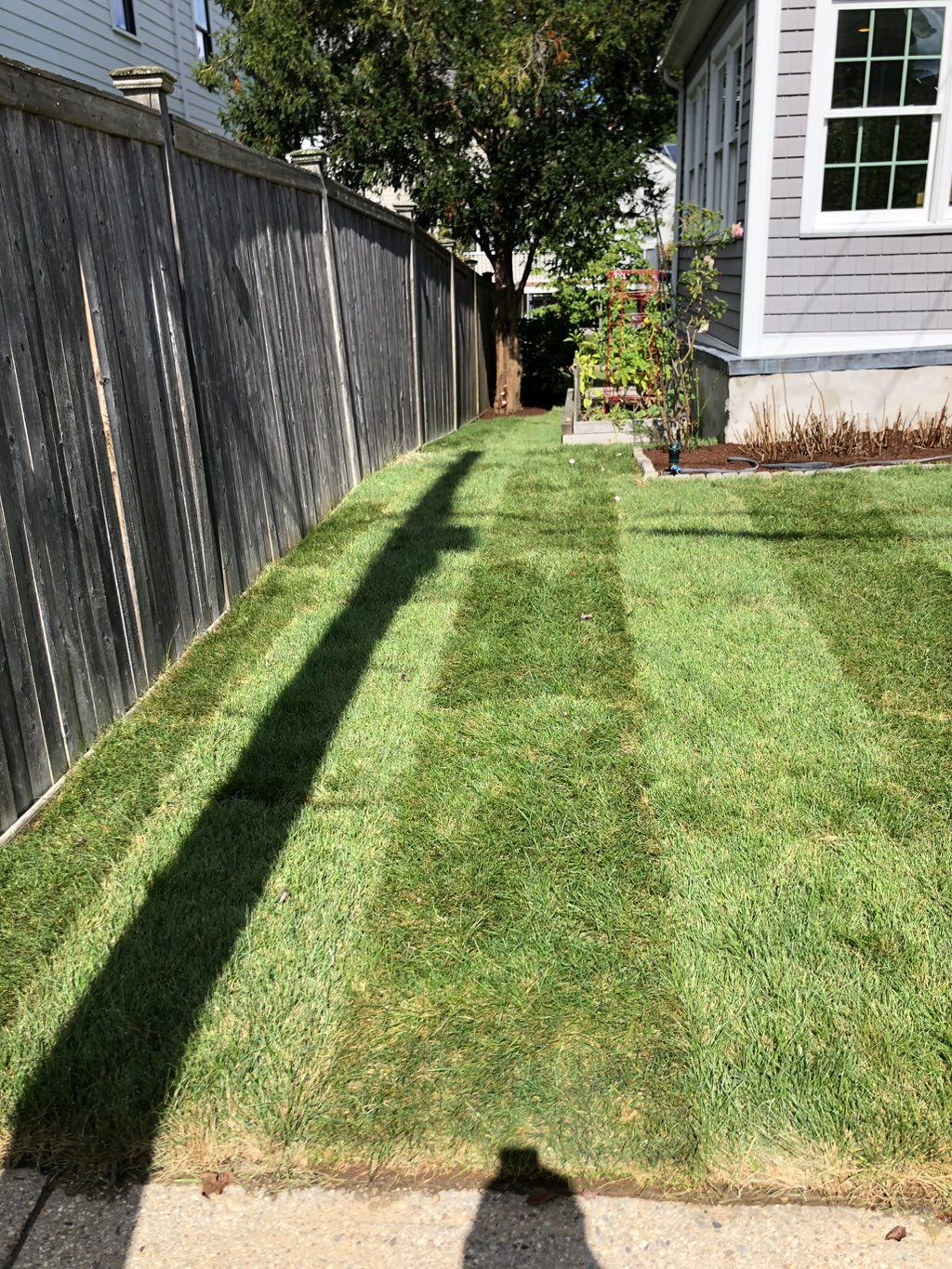 Sod installation in West Roxbury MA