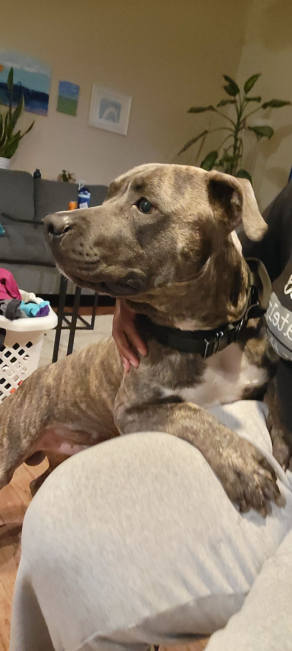 By my side, the sweetest Staffordshire. Smoke gave