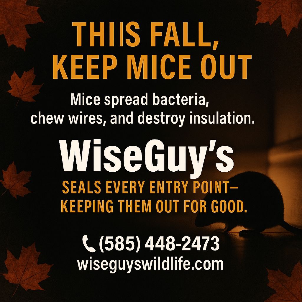 Keep mice out this fall with WiseGuy's Wildlife Ex