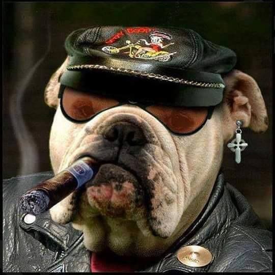 pro avatar