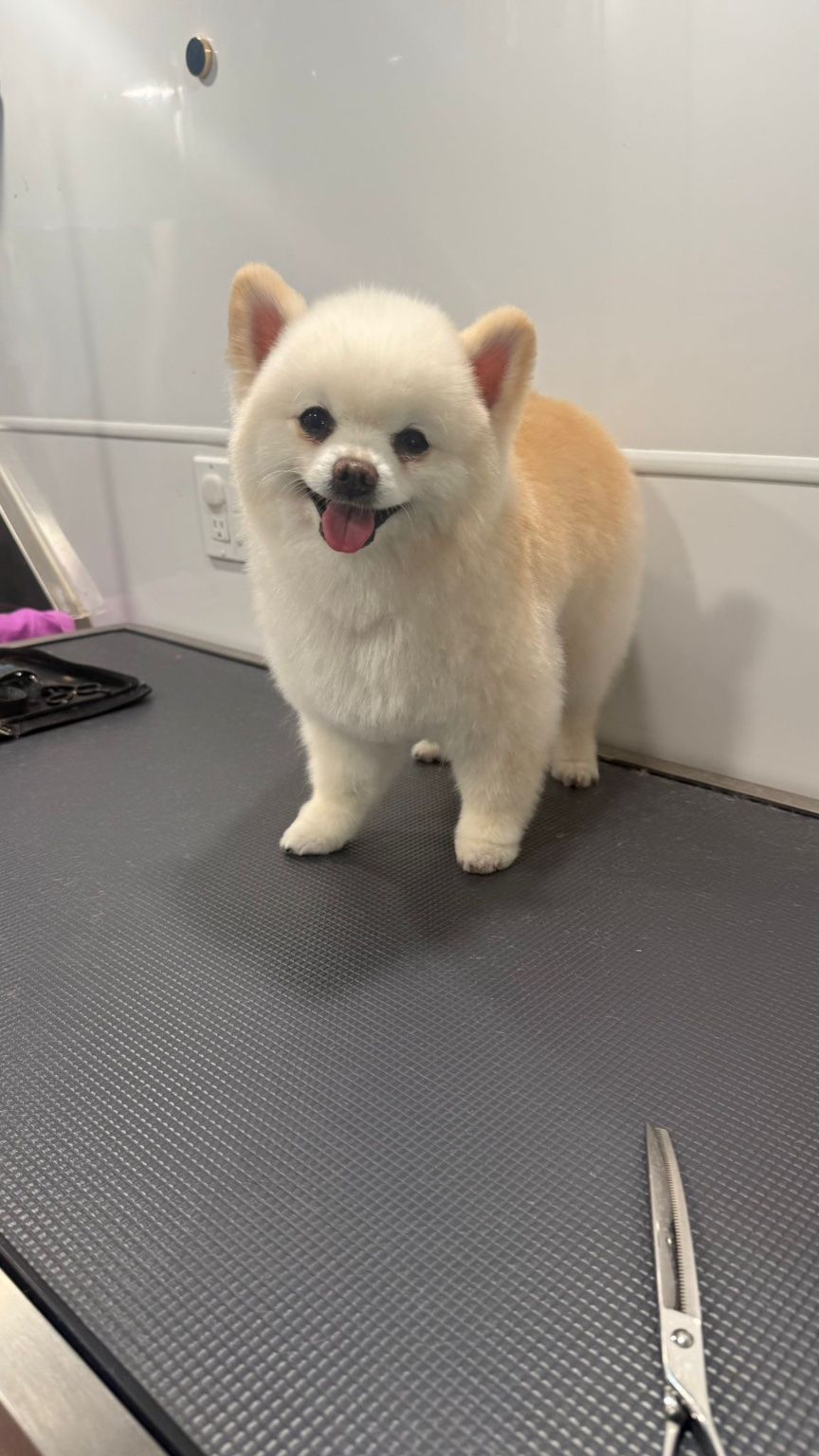 Customer photos