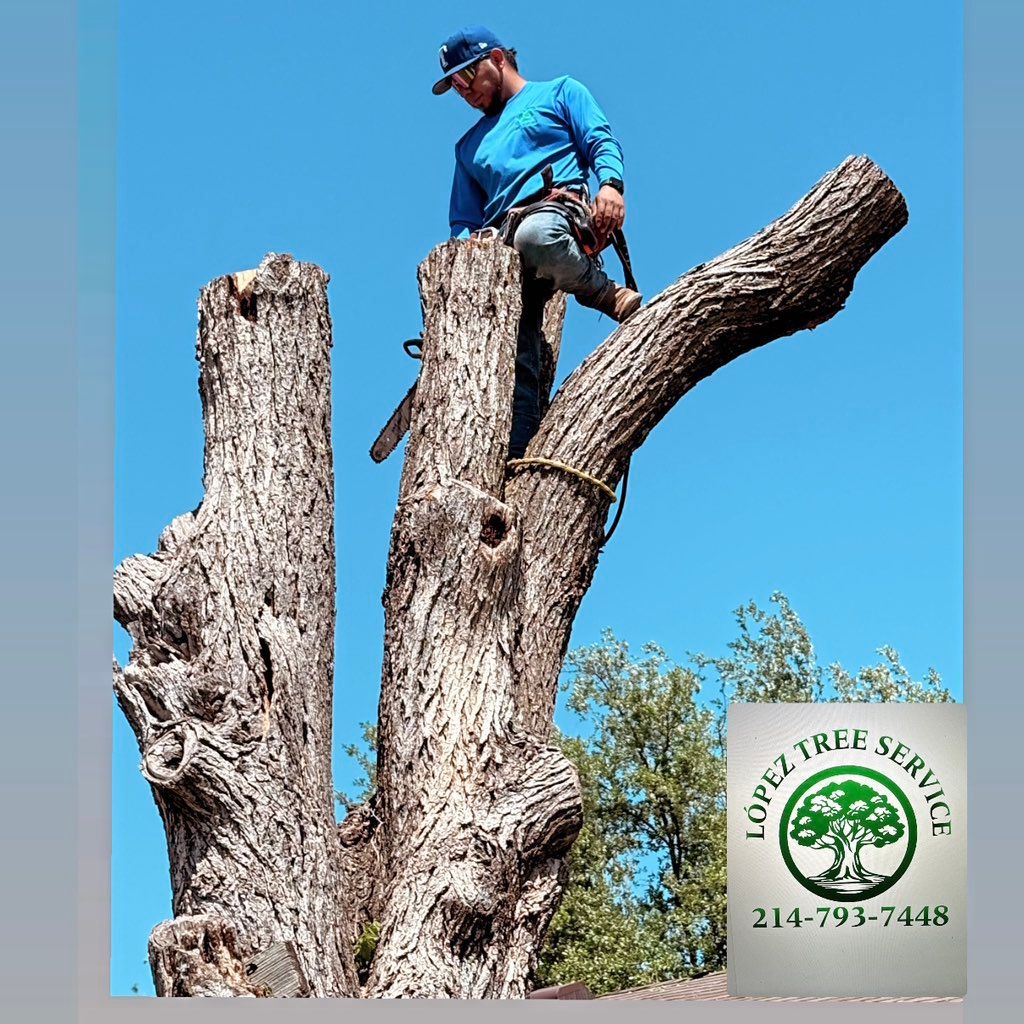 López Tree Service