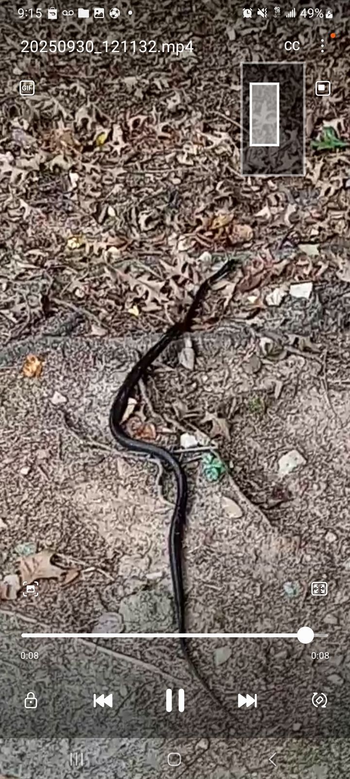 It's  something about snakes that make me nervous,
