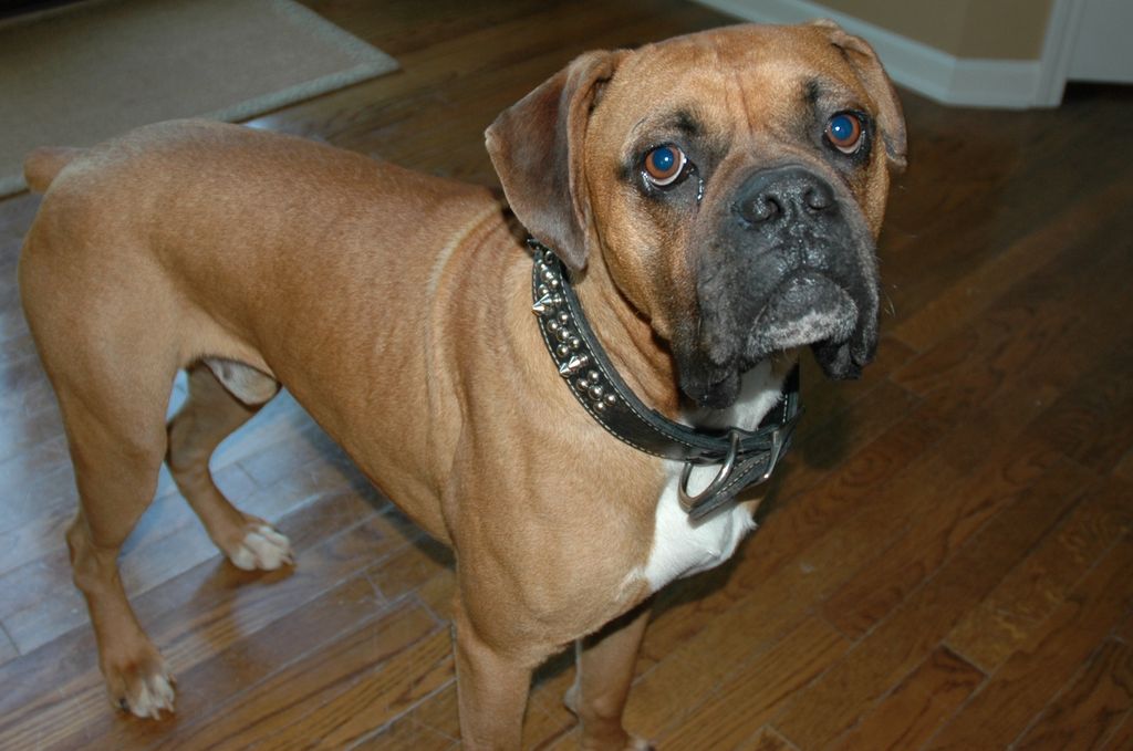 Tucker- a rescue... what a face!