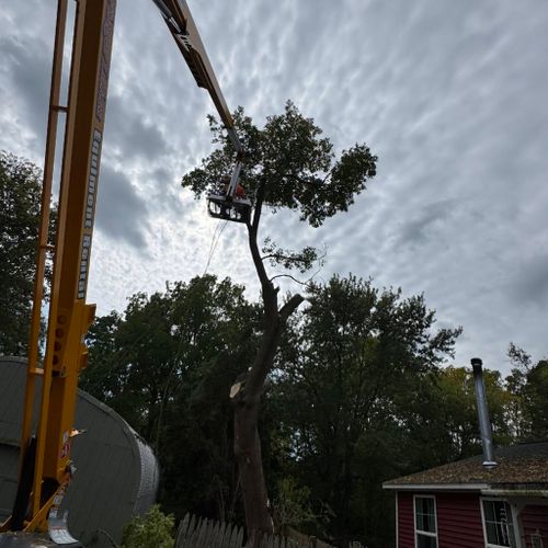 The Next Generation Yard and Tree, snow plowing