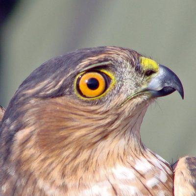 Avatar for Hawk eye