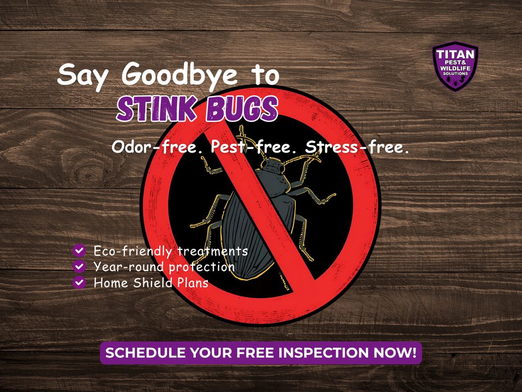 STINK BUG PEST CONTROL
