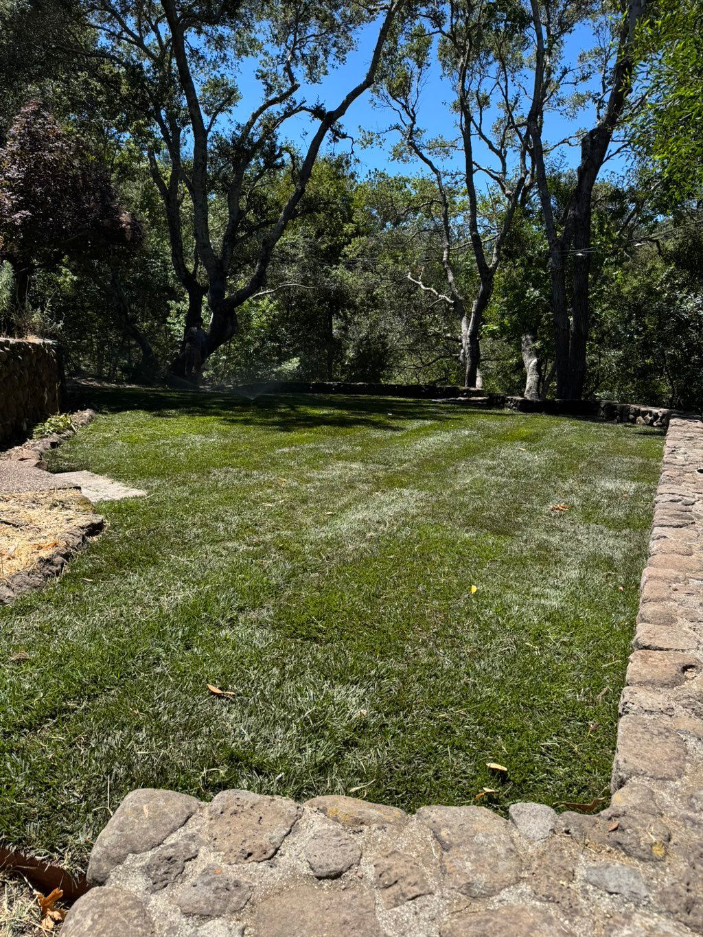 Sod installation 