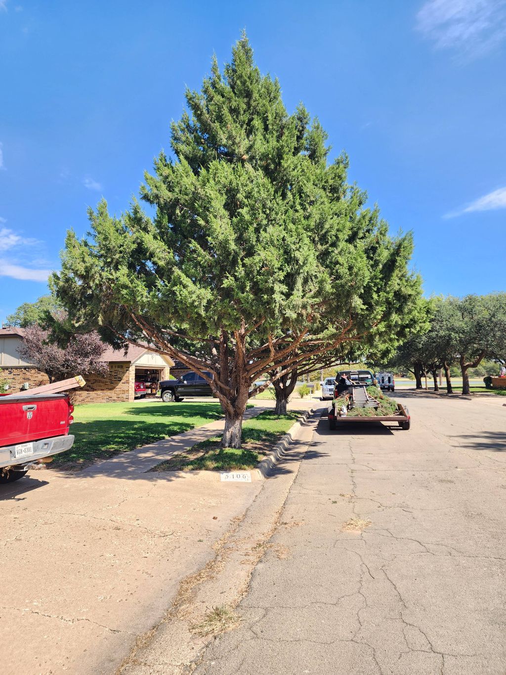 After- Tree no longer drags on vehicle roof