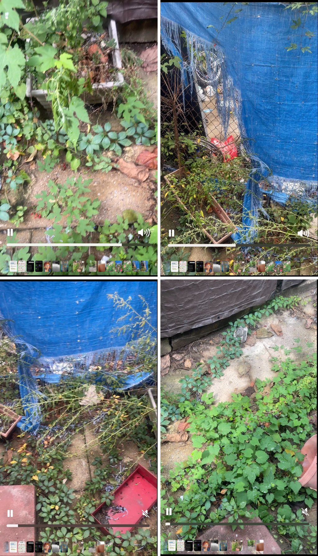 Over grown weeds Before 