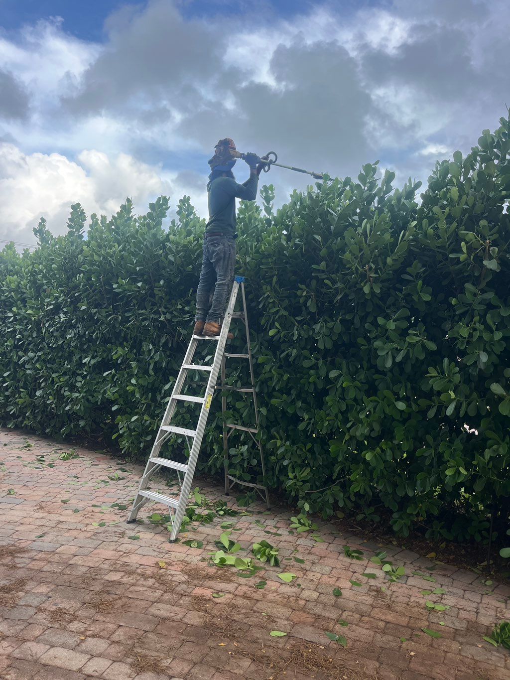 Trimming of tall Clusia Hedge 