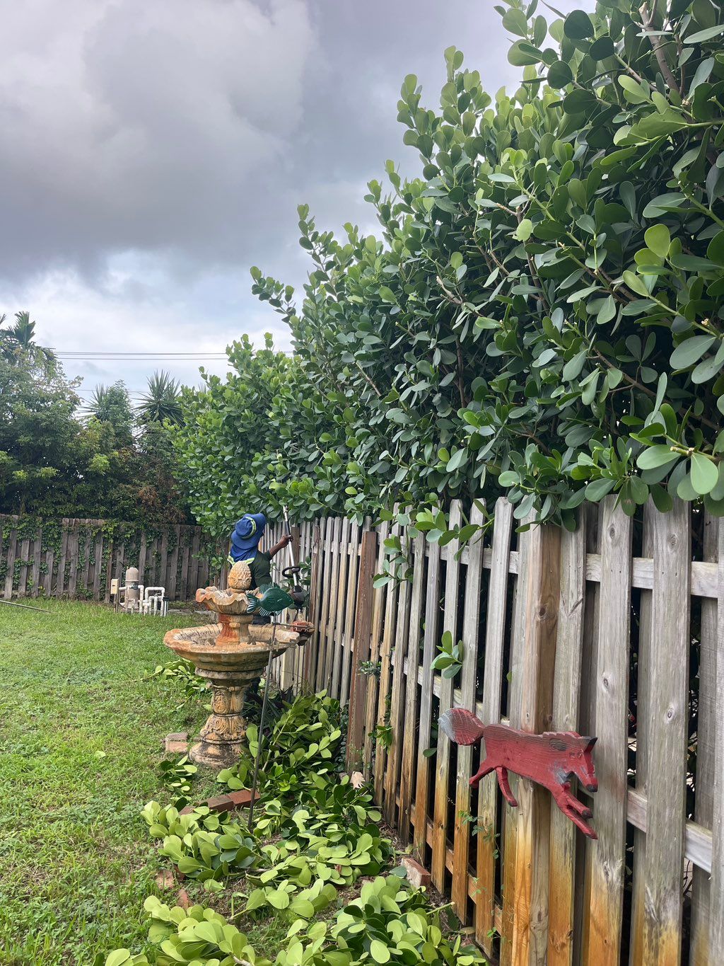 Hedge trim 
