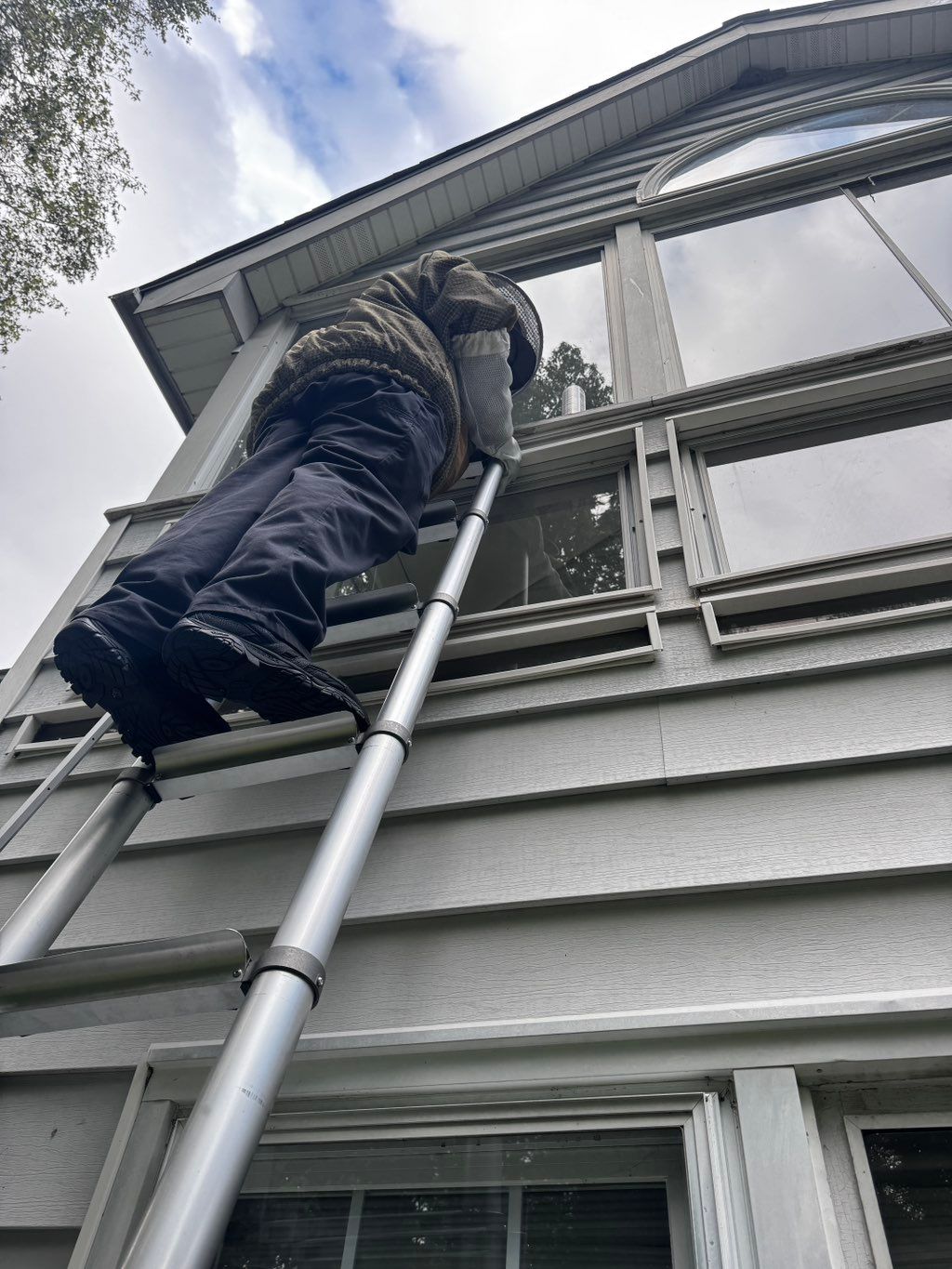 Removing a nest 15 feet up in