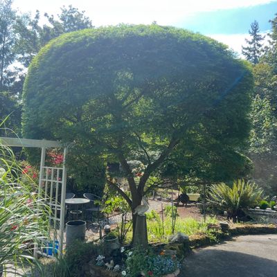 Avatar for Mdlandscape