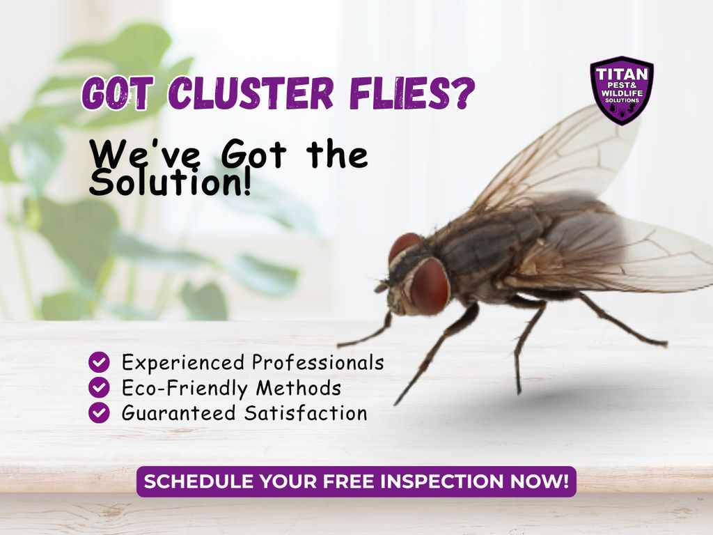 Cluster Flies Exterminator