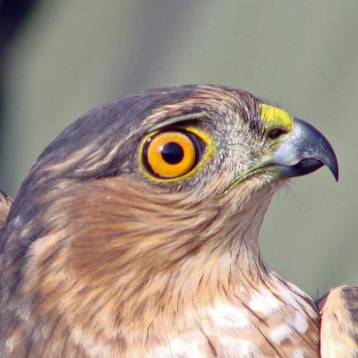 Avatar for Hawk eye