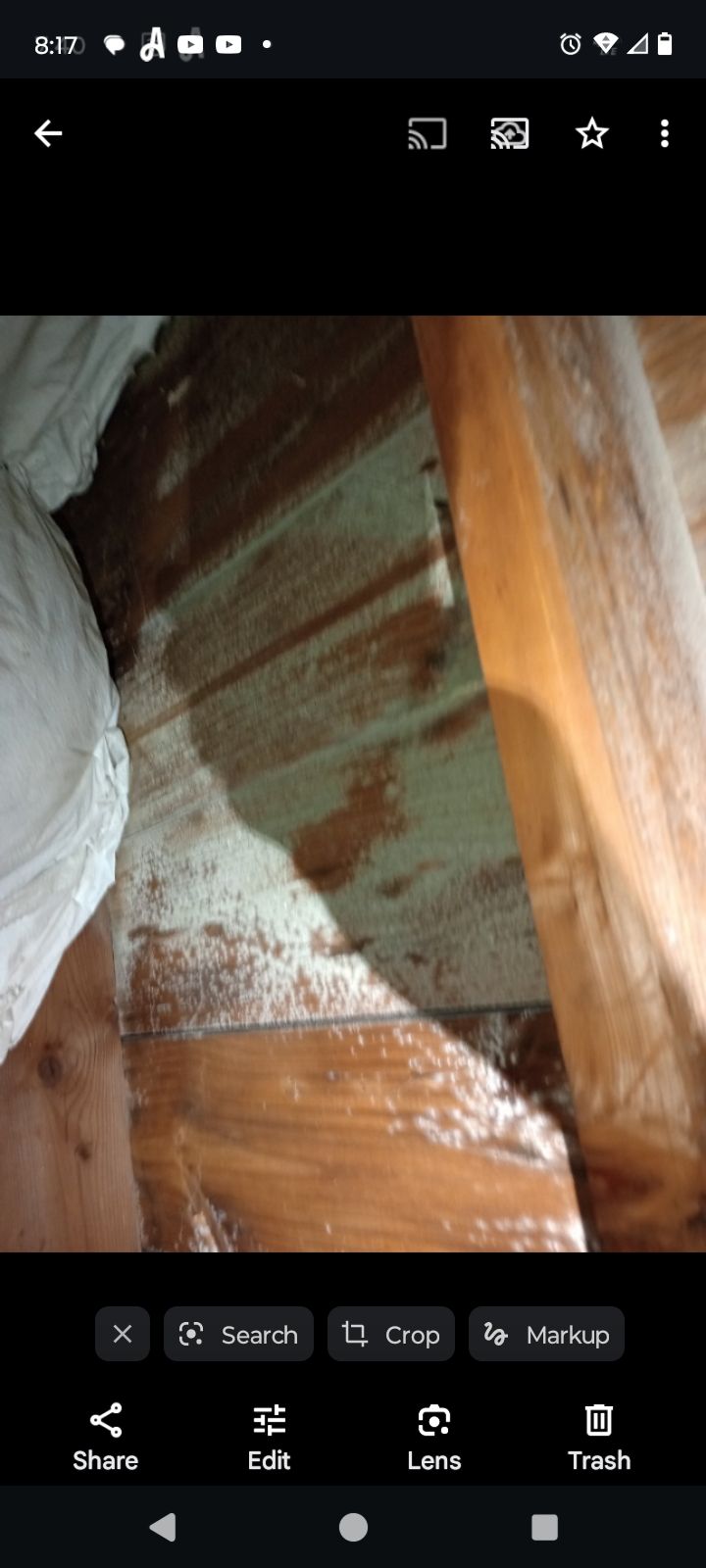 WHITE MOLD GROWING IN ATTIC can be white to blacki