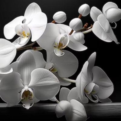 Avatar for The Orchid Affair