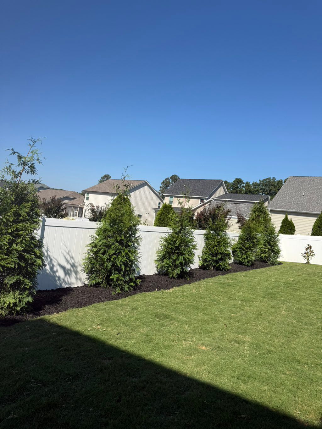 Green giants plantation/Black mulch.