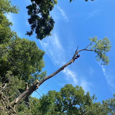 Avatar for Hernandez Lawn & Tree Care