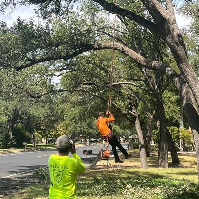 Avatar for Antonio Tree services
