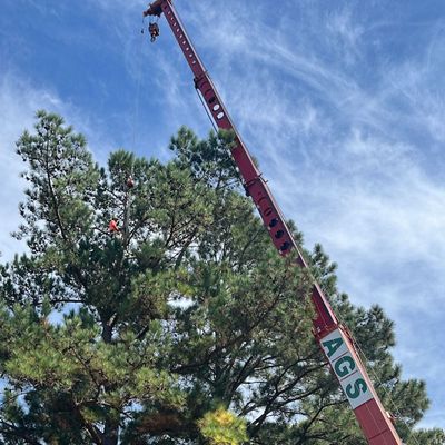 Avatar for AGS Tree Services