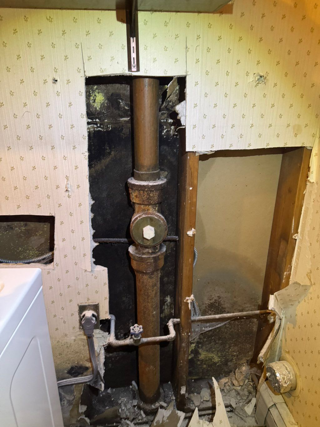Mold remediation jobs available 