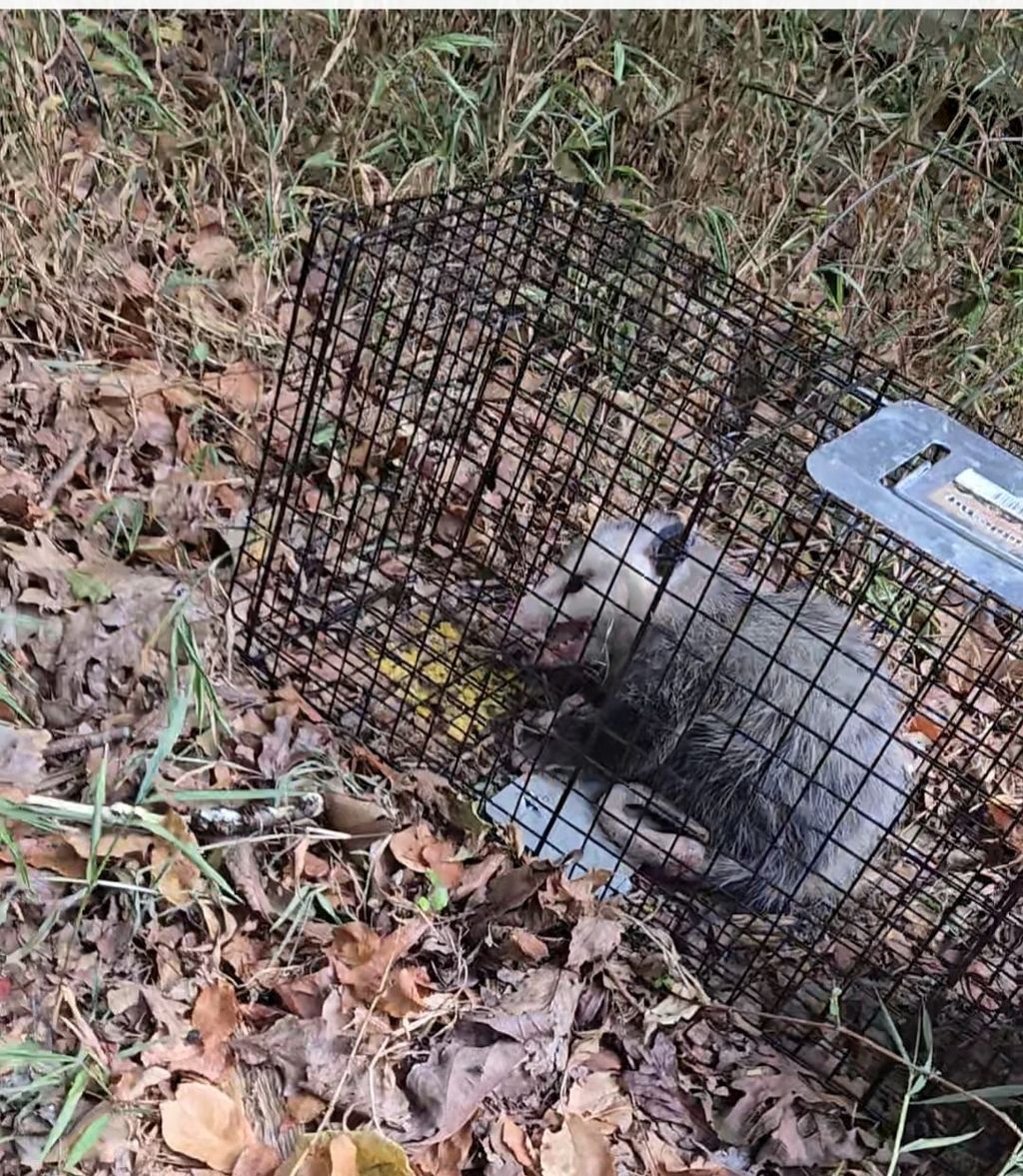 We were trapping groundhogs, and this little guy g