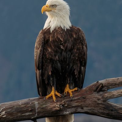 Avatar for Aguila construction