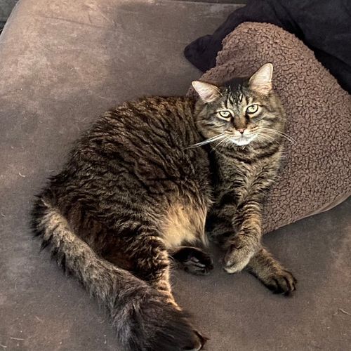 Paul's Carpet Cleaning and Restoration