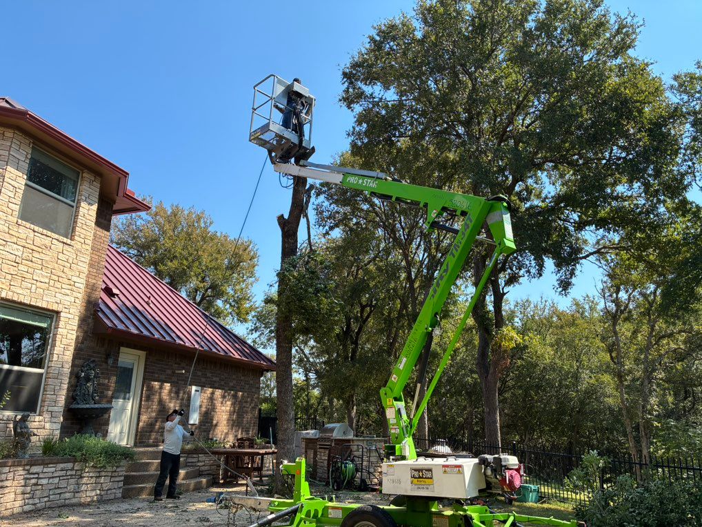 Almost Done Removing Tree