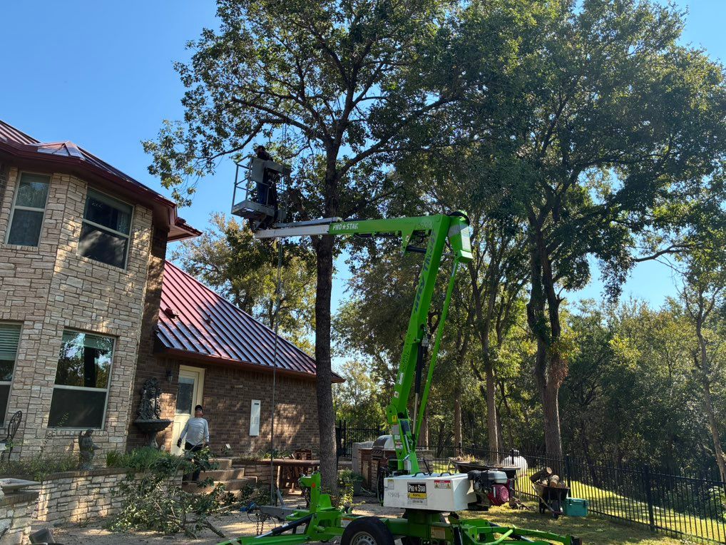 Start Of Tree Removal 