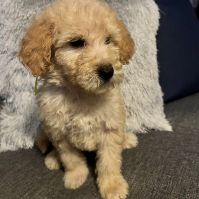 Avatar for Angelic Sanitation And Sterilization