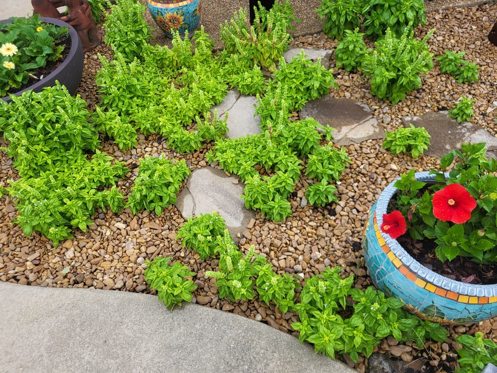 Rock garden, basil