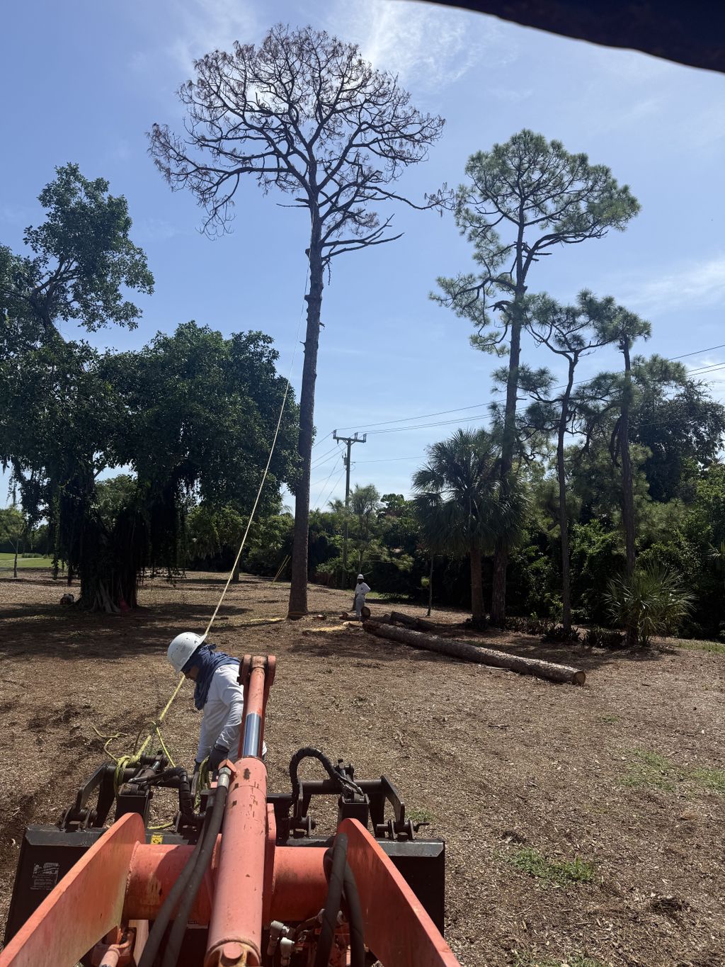 pine getting remove 