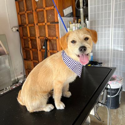 Avatar for My fur baby groomer