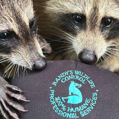Avatar for Randy and Bill's Wildlife & Pest Control