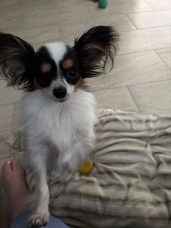 Chica!