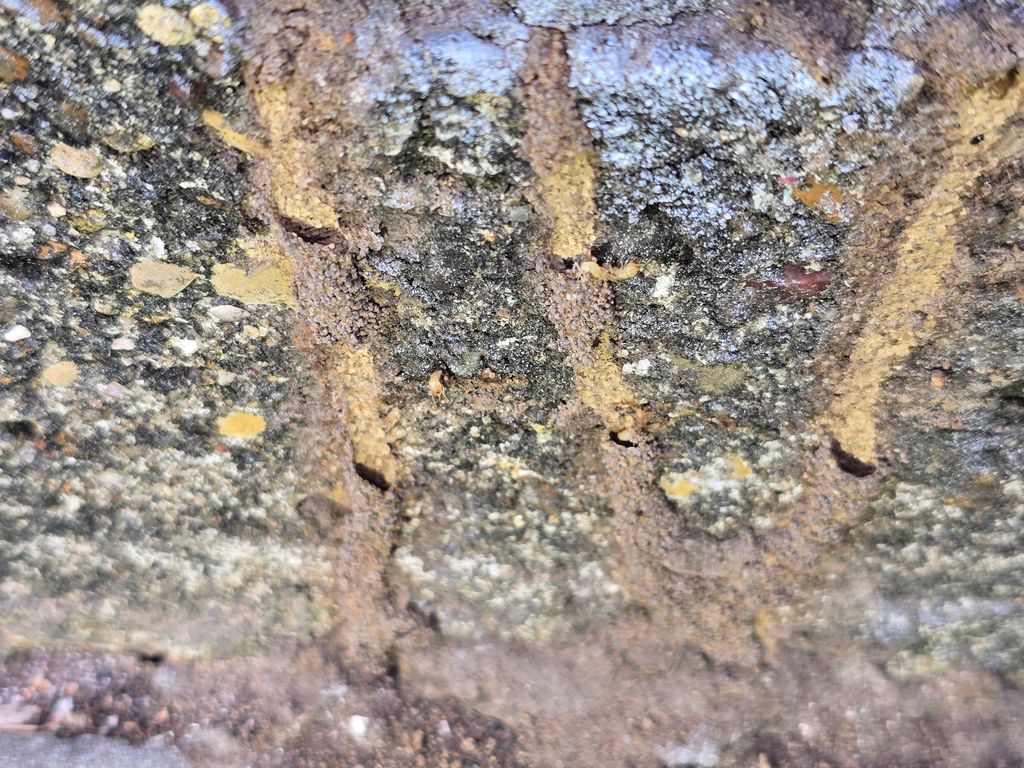 termite tubes along exterior foundation 
