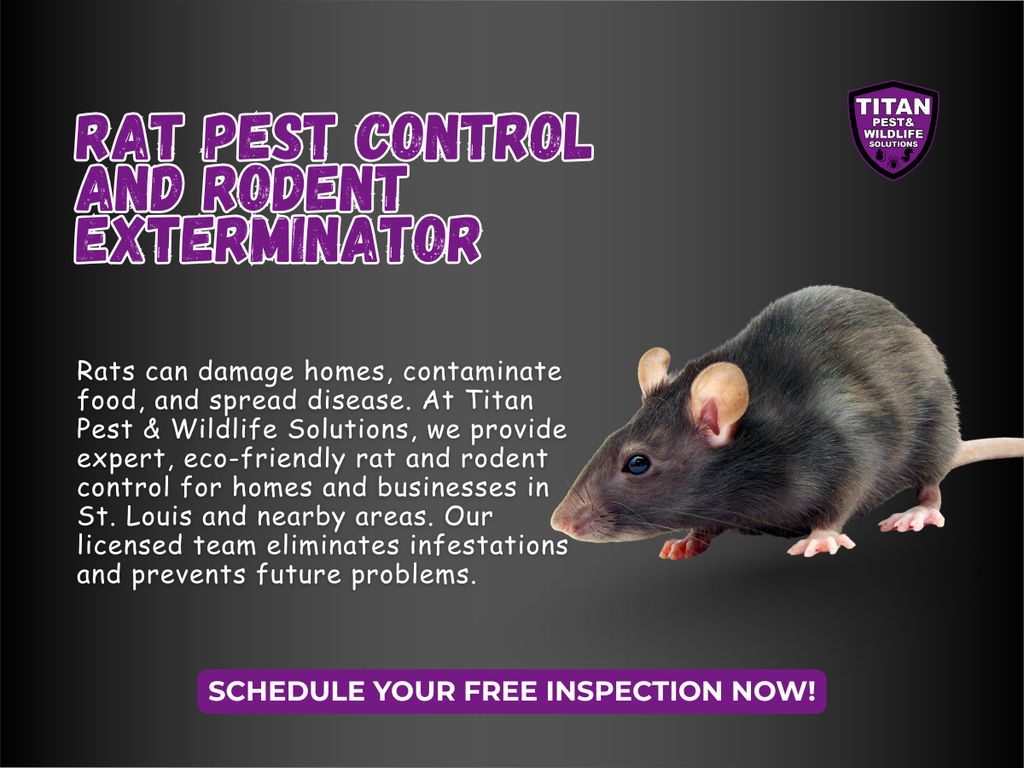 Rat Pest Control