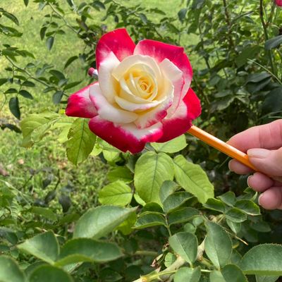 Avatar for Clean Spaces