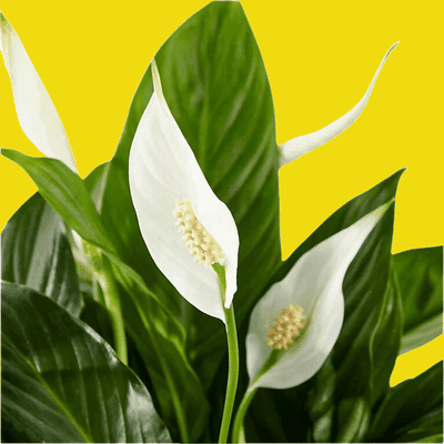 Avatar for Spotless Homes Jacksonville