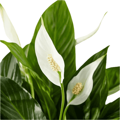 Avatar for Spotless Homes Tampa