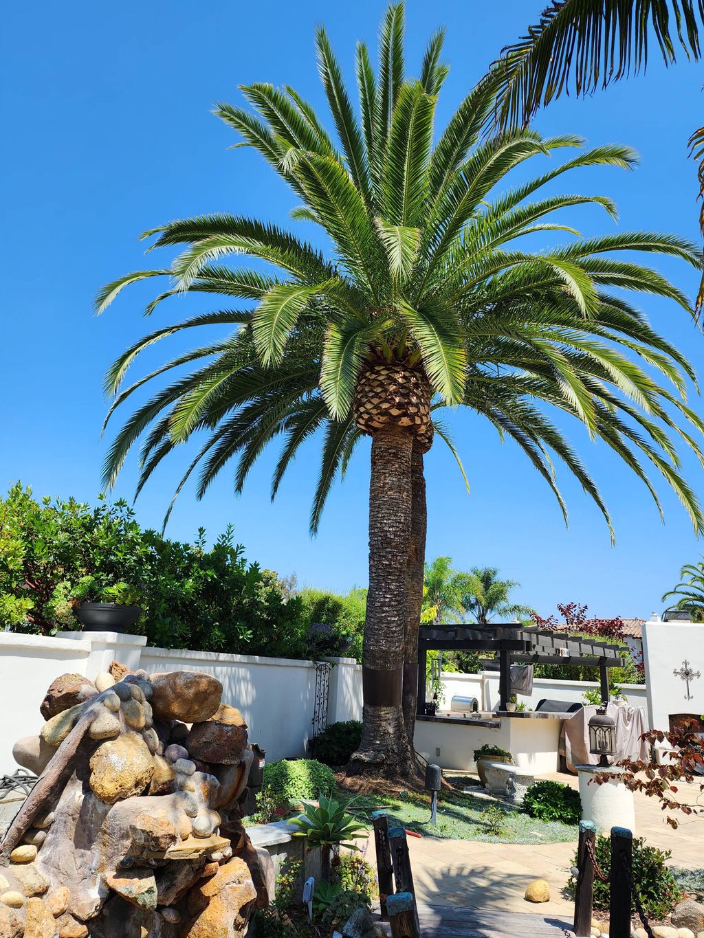 after pruning a Canary Island date palm