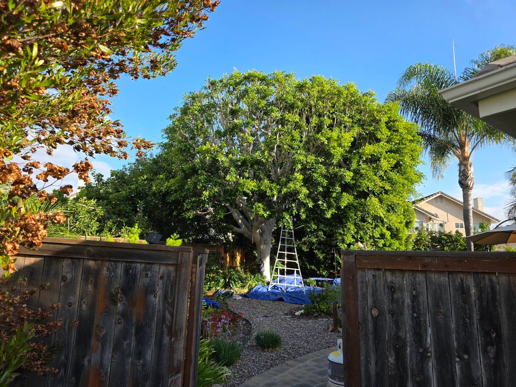 before pruning a ficus tree