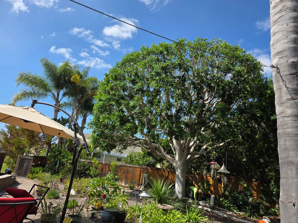 after pruning a ficus tree