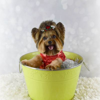 Avatar for The Taylored Canine Mobile Grooming