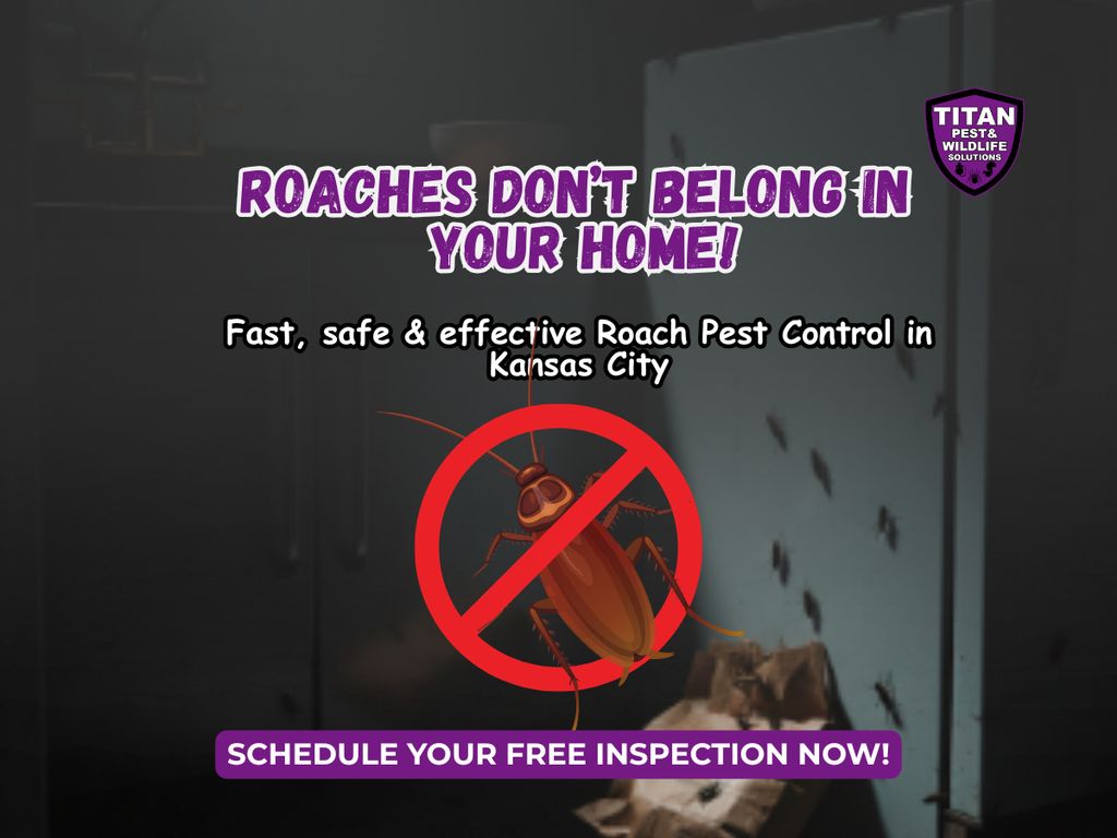 COCKROACH PEST CONTROL